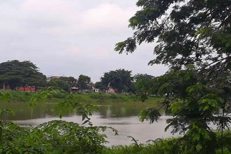 Orilla arbolada de un río ancho de aguas pardas en Babahoyo, con vegetación tropical en primer plano