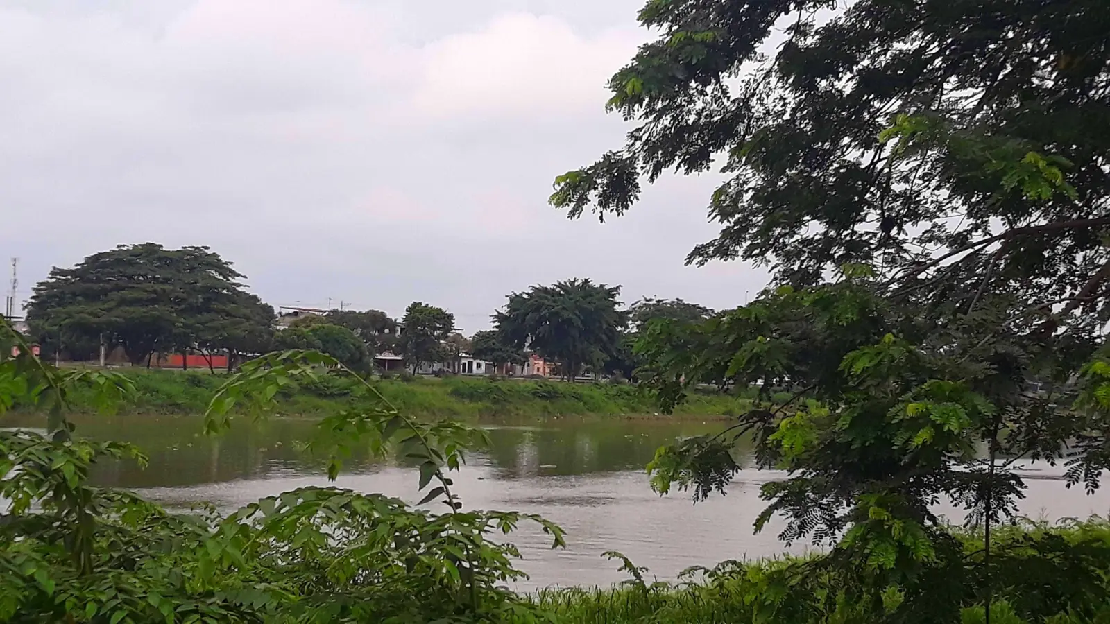 Orilla arbolada de un río ancho de aguas pardas en Babahoyo, con vegetación tropical en primer plano