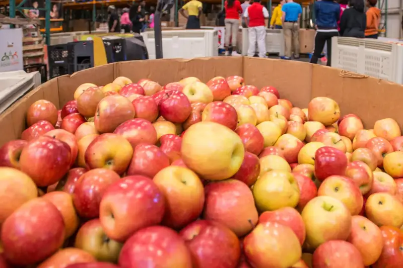Gran caja de manzanas en el almacén de un banco de alimentos, con voluntarios clasificando al fondo