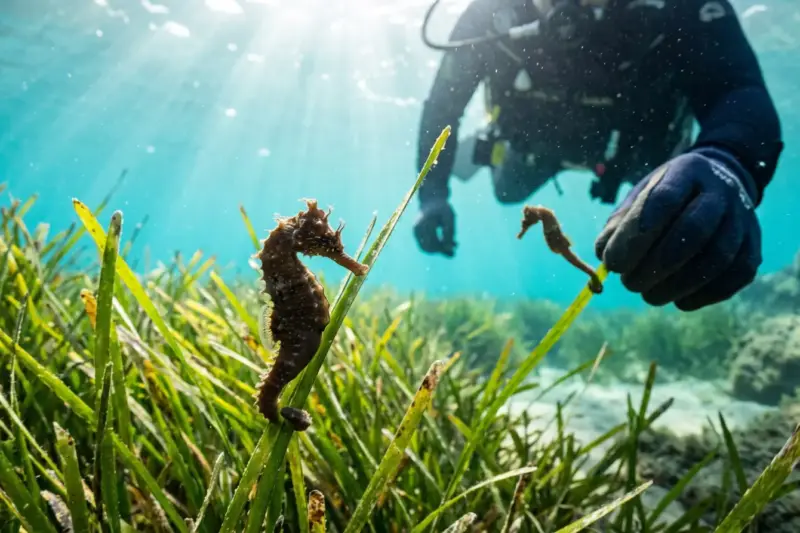 Un caballito de mar se agarra con la cola a una planta de posidonia en aguas claras del Mediterráneo