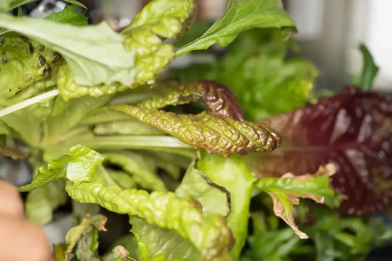 Hojas de lechuga roja y verde cultivadas en el invernadero Veggie de la Estación Espacial Internacional