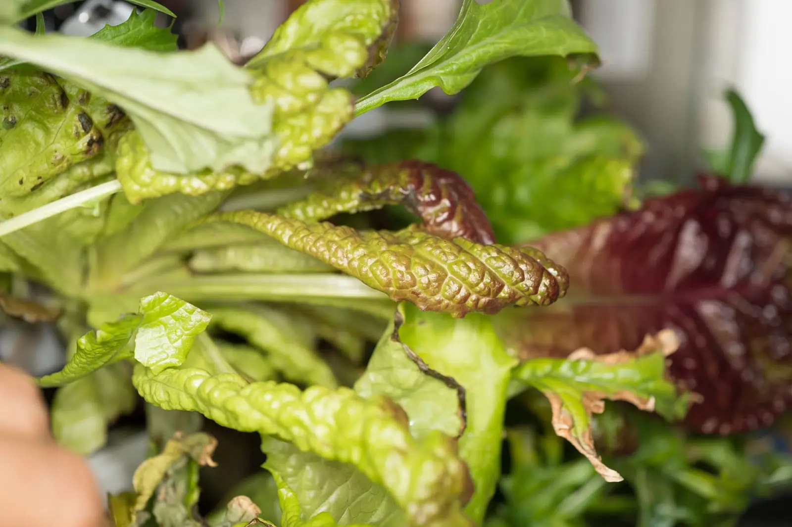 Hojas de lechuga roja y verde cultivadas en el invernadero Veggie de la Estación Espacial Internacional