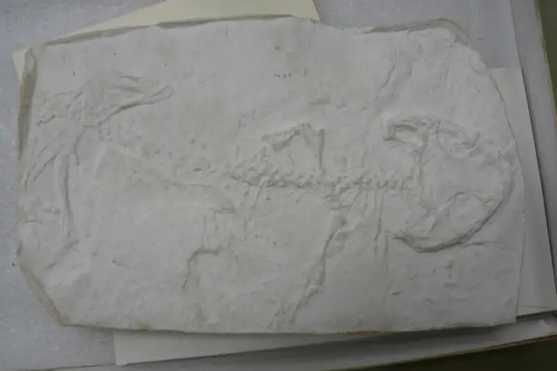 Réplica en yeso de un fósil de anfibio primitivo con la columna, las costillas y el cráneo marcados en la roca