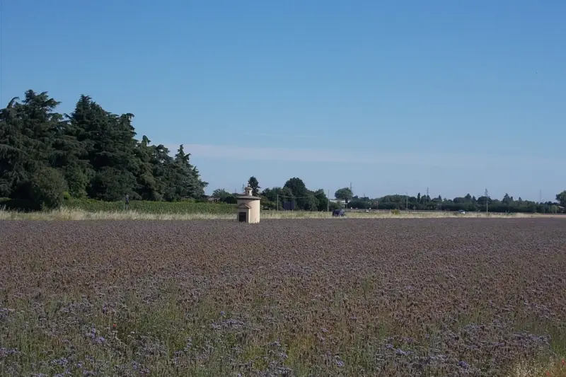 Campo cubierto de flores moradas con una pequeña caseta y una hilera de árboles al fondo bajo un cielo azul