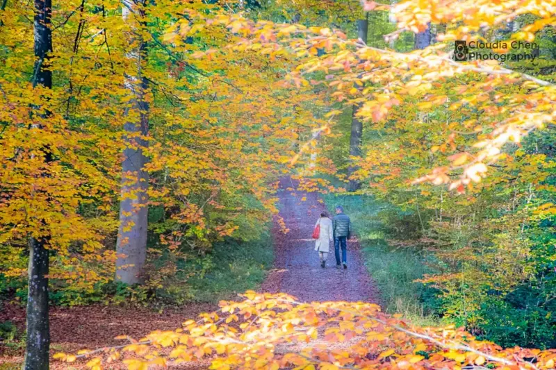 Una pareja camina de espaldas por un sendero de un bosque con hojas amarillas y naranjas en otoño