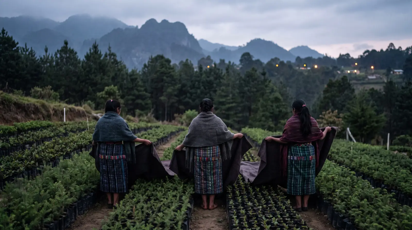 Jóvenes indígenas cubren con mantas plántulas de árboles en un vivero comunitario del altiplano de Guatemala