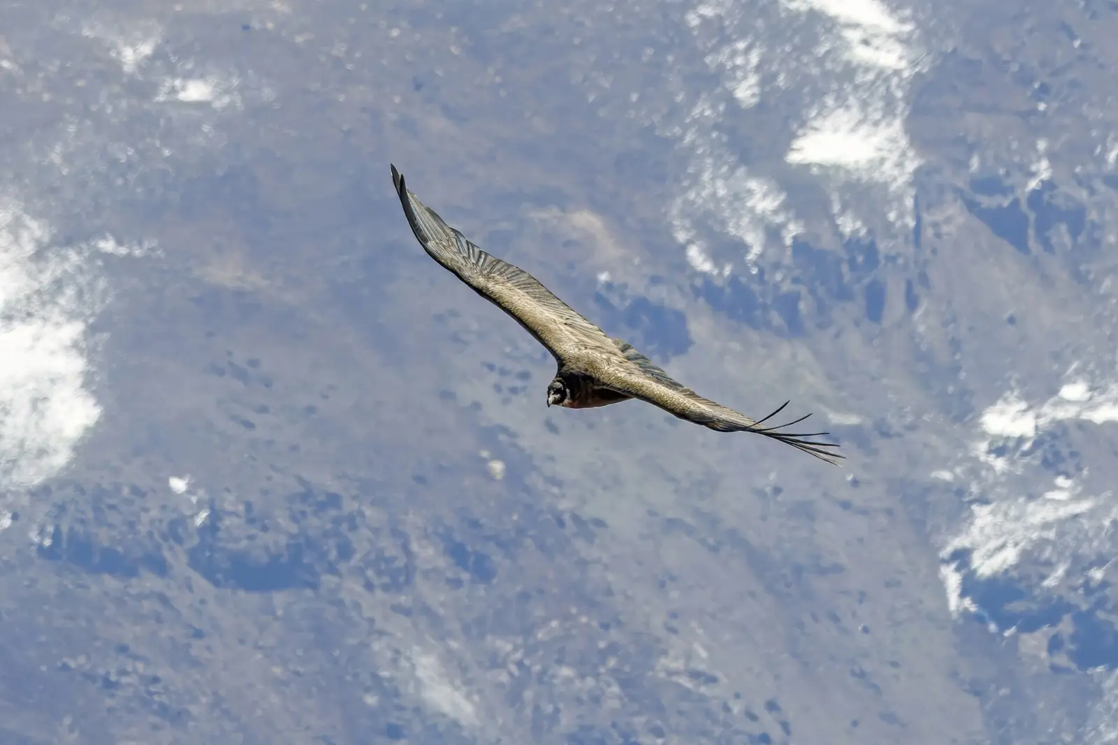 Cóndor andino joven de plumaje pardo volando con las alas extendidas sobre una ladera de montaña