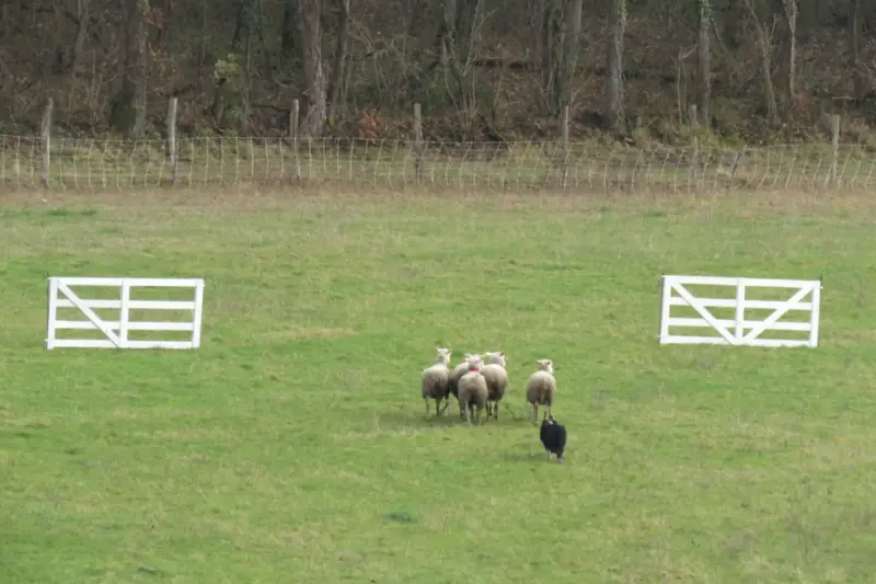 Un border collie conduce cinco ovejas entre dos puertas blancas en un prado durante un concurso de perros pastores