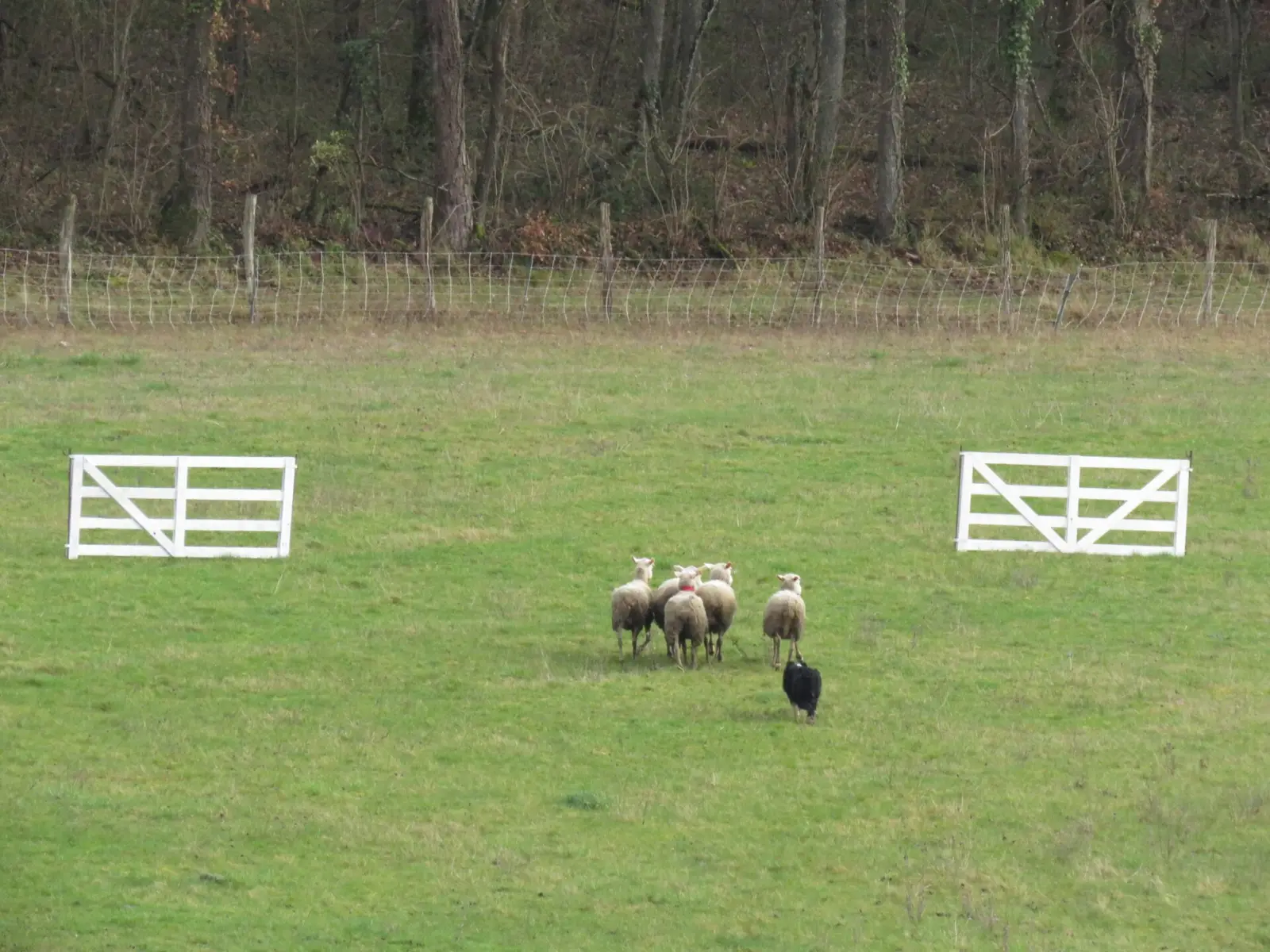 Un border collie conduce cinco ovejas entre dos puertas blancas en un prado durante un concurso de perros pastores