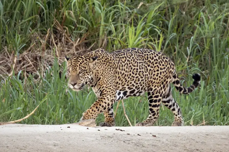 Un jaguar adulto camina entre la hierba alta a la orilla de un río