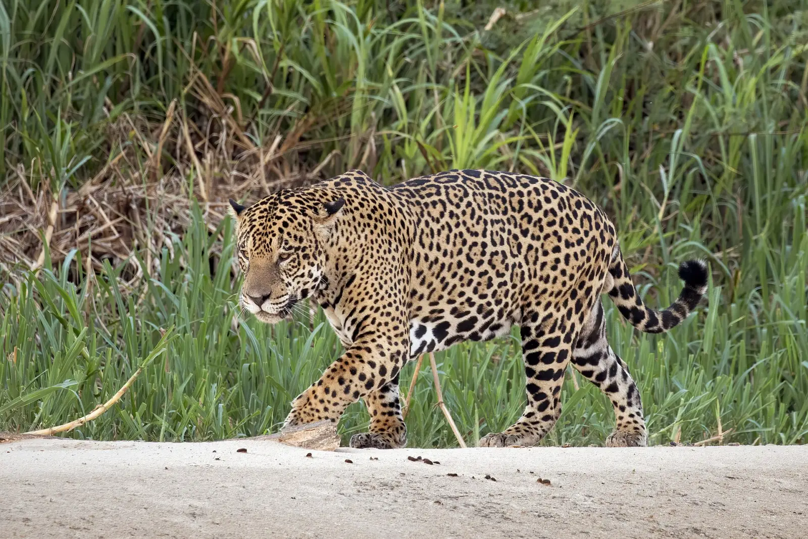 Un jaguar adulto camina entre la hierba alta a la orilla de un río