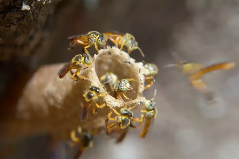 Pequeñas abejas amarillas sin aguijón posadas en la entrada tubular de cera de su nido
