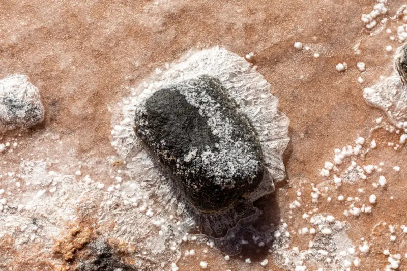 Cristales blancos de sal marina formados por evaporación alrededor de una piedra oscura en unas salinas