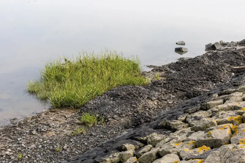 Mata de Spartina anglica en la orilla fangosa de una marisma, junto a rocas y agua en calma