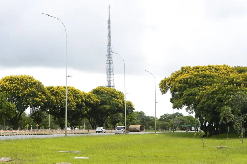 Hilera de árboles de yvyra pytã con copas verdes y flores amarillas junto a una avenida y una explanada de césped