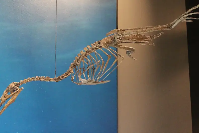 Esqueleto de Hesperornis, ave buceadora extinguida, expuesto en un museo sobre fondo azul