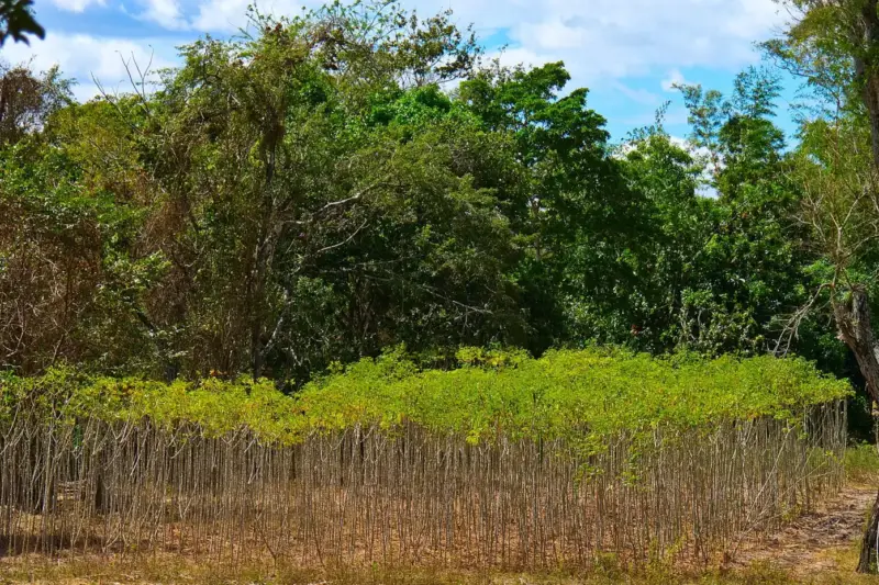Plantación de yuca joven en hileras junto a un bosque tropical bajo un cielo azul