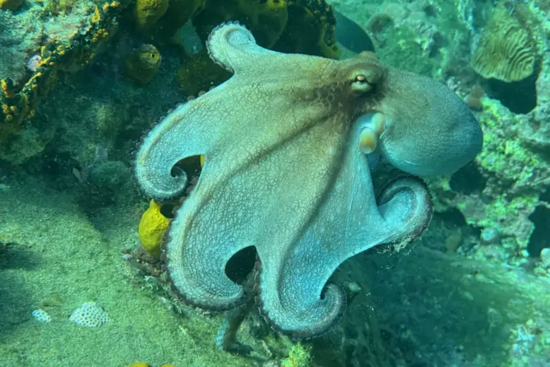 Un pulpo nada cerca del fondo marino en aguas transparentes.