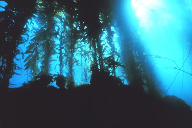 Bosque submarino denso de algas laminarias que se elevan desde el fondo rocoso, con luz filtrándose desde la superficie.
