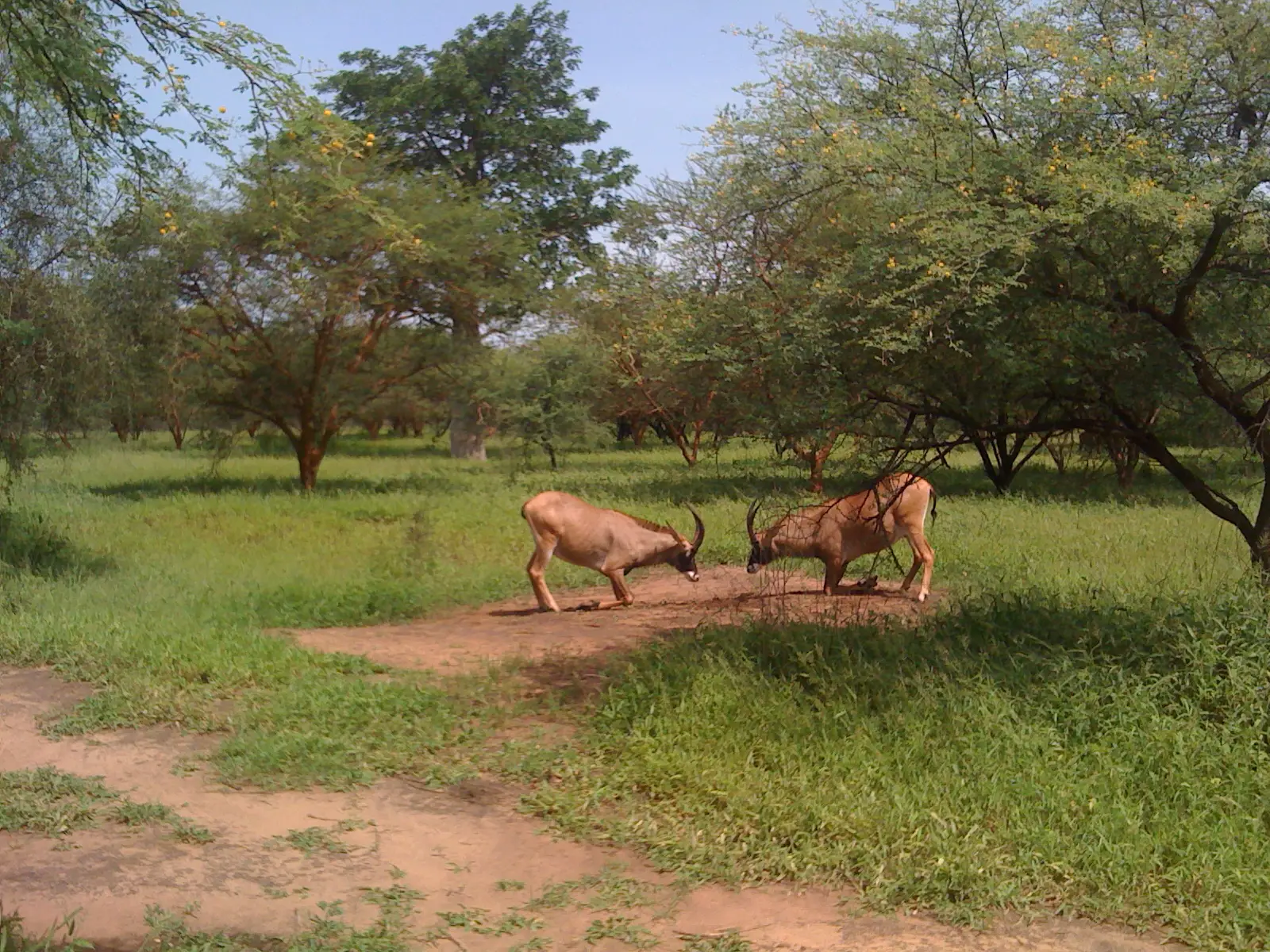 Grupo de ciclistas recorriendo un camino de tierra en una sabana africana al amanecer