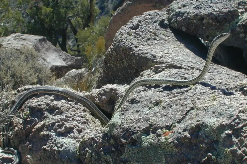 Un joven investigador observa una pequeña serpiente en un entorno forestal durante una expedición científica.