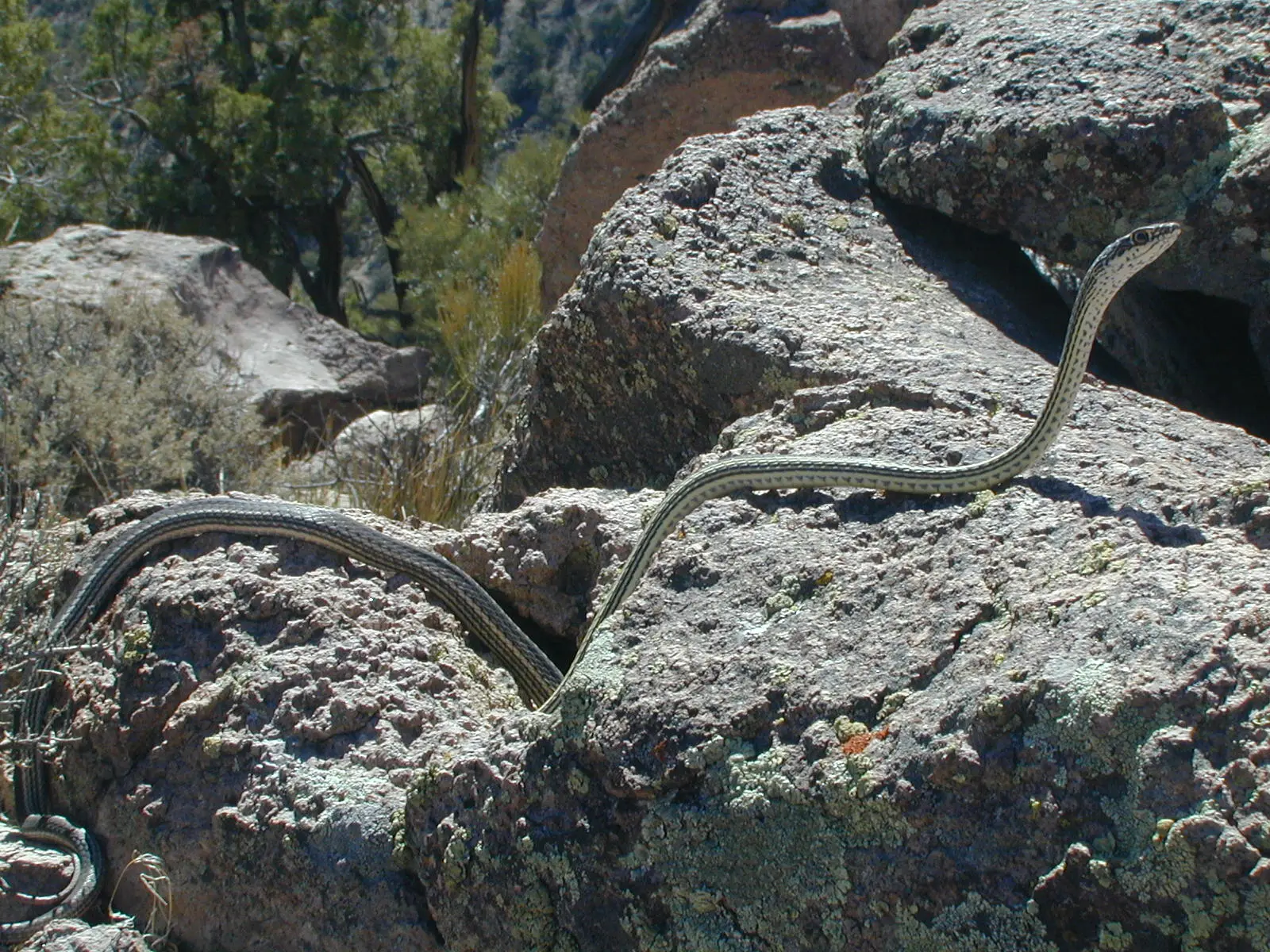 Un joven investigador observa una pequeña serpiente en un entorno forestal durante una expedición científica.