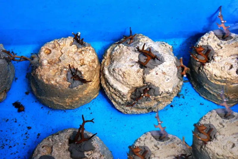 Coral cuerno de ciervo creciendo en un Coral Tree bajo el agua, rodeado de luz y vida marina