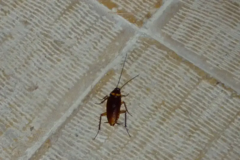 Cucaracha con una pequeña mochila electrónica caminando sobre escombros de un edificio derrumbado