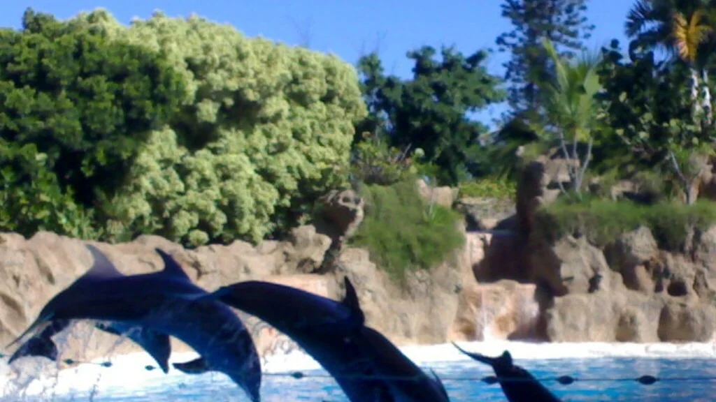 Imagen que muestra una piscina de delfinario vacía en Tenerife, simbolizando el fin de los espectáculos con cetáceos.