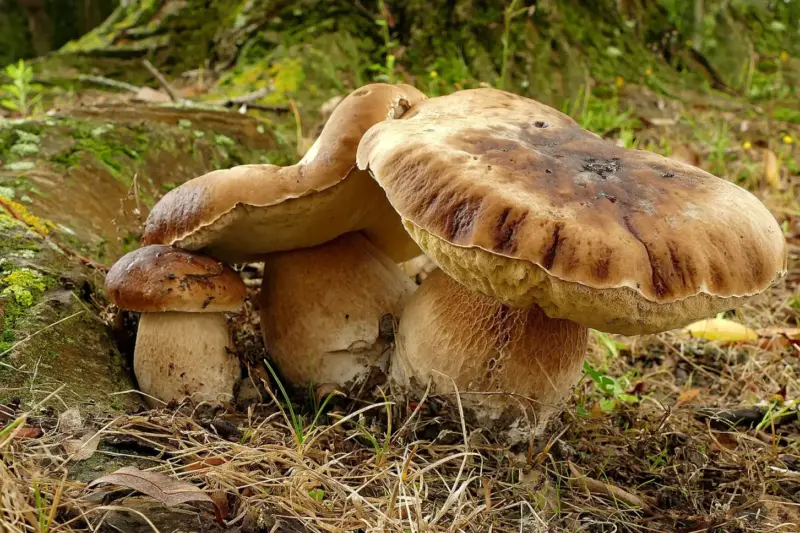 Grupo de setas de temporada en el suelo de un bosque, como las de la Exaltación do Cogomelo de Teixeiro