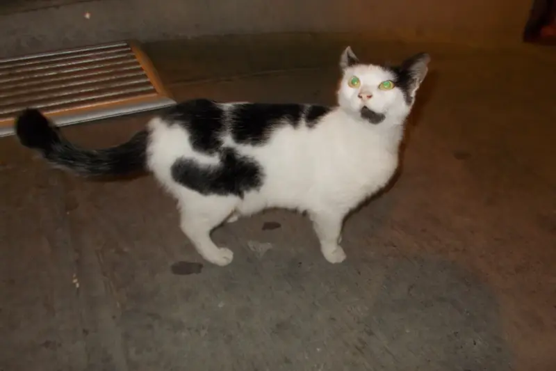 Gato atigrado descansando sobre un escalón de piedra en una calle de Estambul, junto a un cuenco de agua.