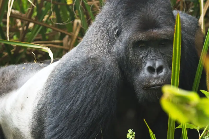 Una hembra de gorila de Grauer sostiene a su pequeña cría recostada entre la vegetación del bosque tropical.