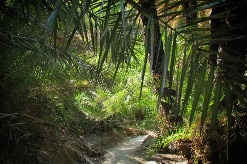 Primer plano de vegetación densa y frondosa en el interior de una selva tropical bajo la luz del sol.