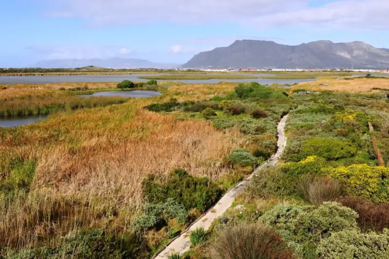 Paisaje de humedal restaurado con senderos de madera y vegetación autóctona en una reserva natural.