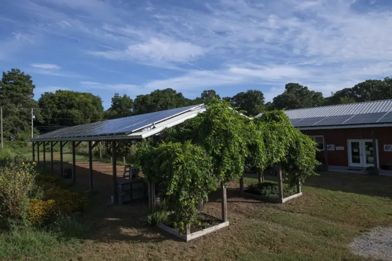Hortalizas creciendo en hileras bajo paneles solares elevados sobre una estructura metálica, al atardecer de otoño.