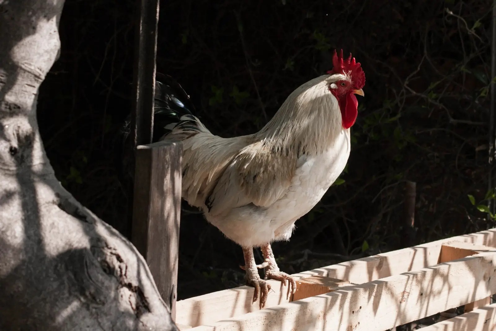 Gallo blanco de pie en un gallinero rústico con paja en el suelo, con otro gallo más joven al fondo.
