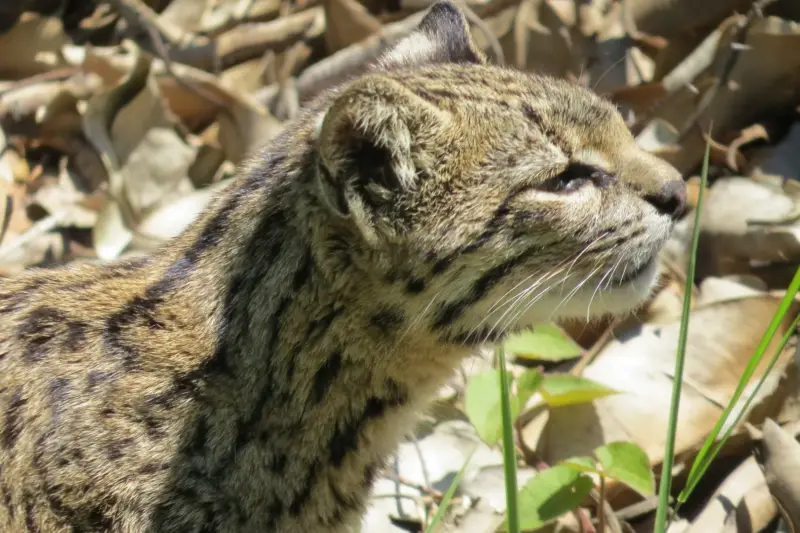 Gato montés del género Leopardus entre hojas secas