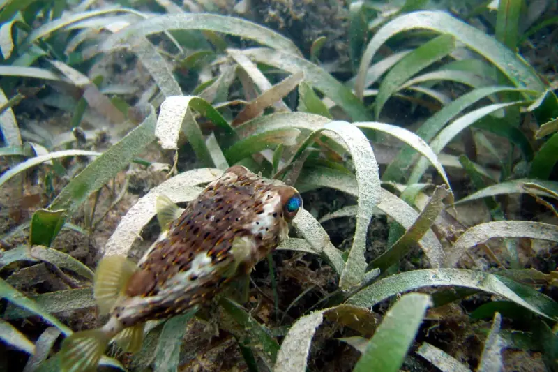 Pradera de zostera marina con caballitos de mar camuflados entre los tallos en aguas poco profundas