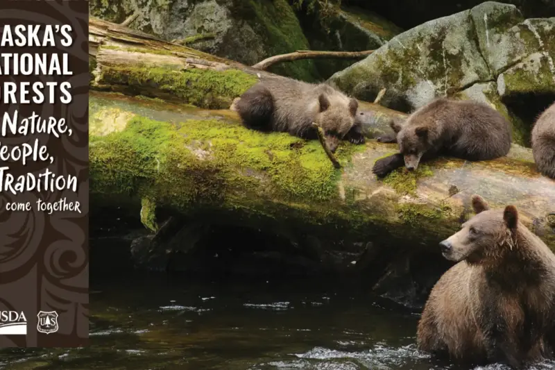 Dos osos pardos explorando el suelo cubierto de hierba de un bosque en un santuario de fauna.