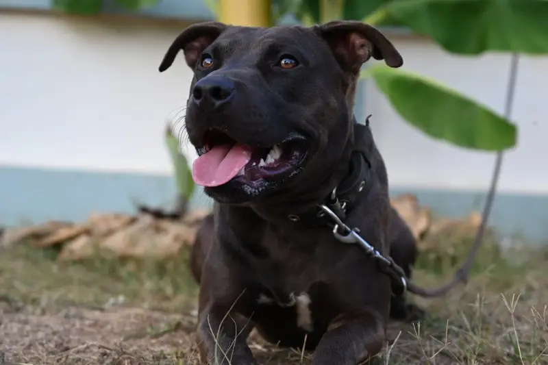 Perro mediano moviendo el rabo con alegría en un jardín mientras mira a su dueño