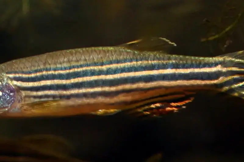 Pez cebra de rayas azules y plateadas nadando en un acuario de laboratorio, con la aleta caudal extendida.