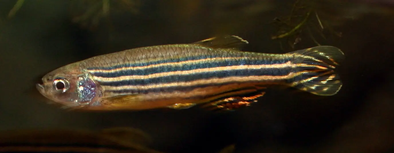 Pez cebra de rayas azules y plateadas nadando en un acuario de laboratorio, con la aleta caudal extendida.