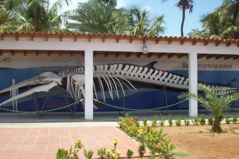 Huesos y dientes de ballena sobre una bandeja junto a sedimento oscuro recogido del fondo marino