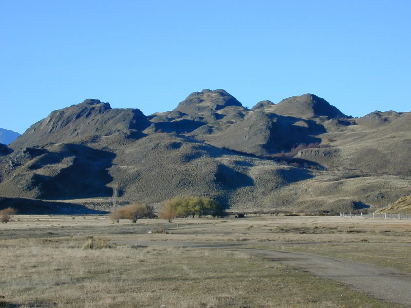 Vacas Angus pastando en una extensa estepa patagónica con colinas al fondo